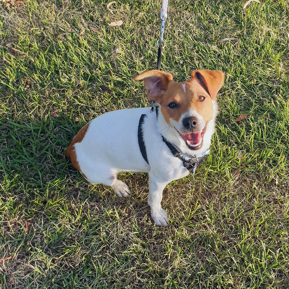 Dog sitting on grass