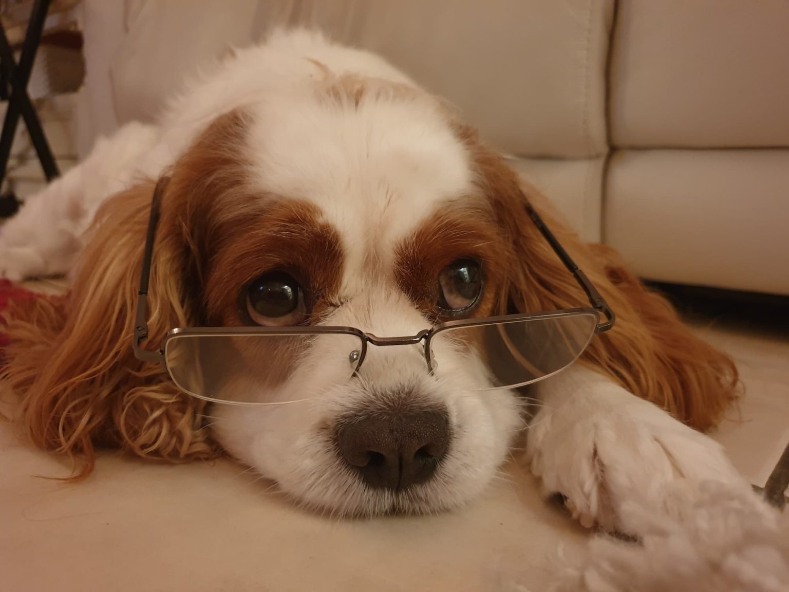 Frequently Asked Questions - Paws in Progress Dog Training